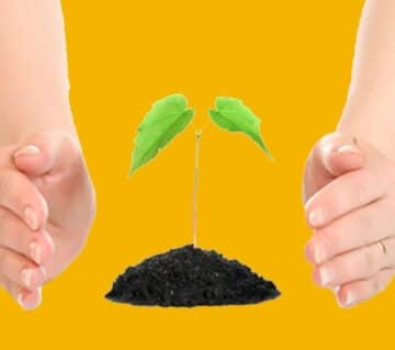 Plante verte qui pousse entre deux mains pour article Fonds distincts : une alliance entre la croissance du capital et protection assurée de vos placements - site Magnolia Gestion assurance vie en ligne